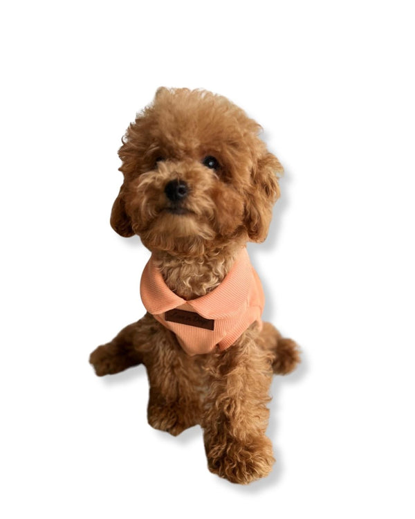 Essential Tee | Melon Bebe Yaka Köpek Tişörtü