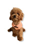Essential Tee | Melon Bebe Yaka Köpek Tişörtü